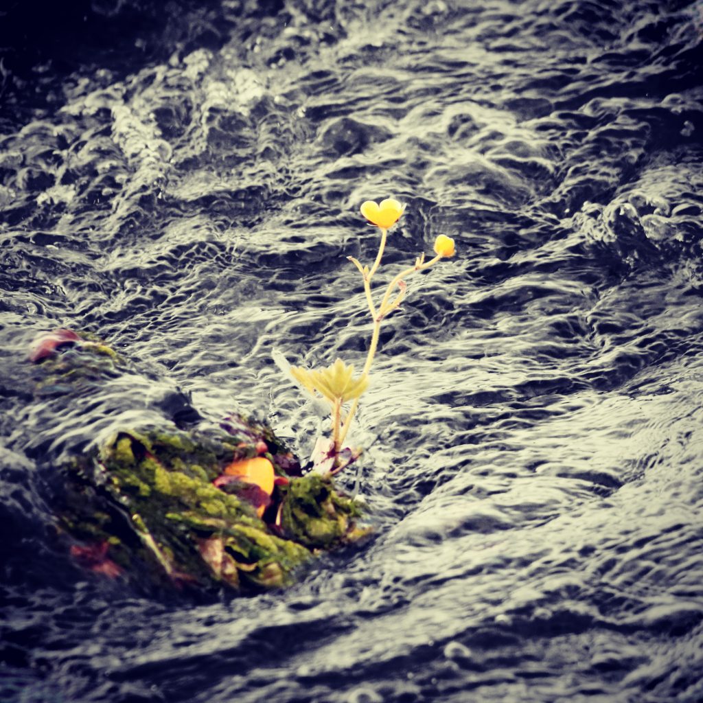 Flower in the Rapids